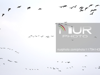 Wild geese fly at Yiquanhu Wetland Park in Handan, Hebei province, China, on November 19, 2024. (