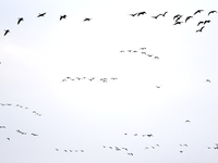 Wild geese fly at Yiquanhu Wetland Park in Handan, Hebei province, China, on November 19, 2024. (