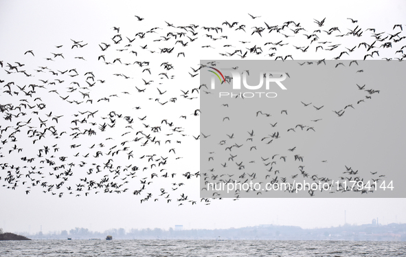 Wild geese fly at Yiquanhu Wetland Park in Handan, Hebei province, China, on November 19, 2024. 