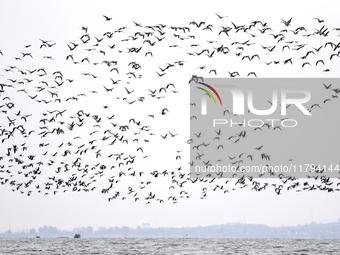 Wild geese fly at Yiquanhu Wetland Park in Handan, Hebei province, China, on November 19, 2024. (