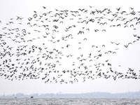 Wild geese fly at Yiquanhu Wetland Park in Handan, Hebei province, China, on November 19, 2024. (