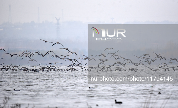 Wild geese fly at Yiquanhu Wetland Park in Handan, Hebei province, China, on November 19, 2024. 