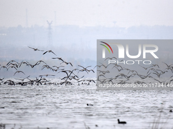 Wild geese fly at Yiquanhu Wetland Park in Handan, Hebei province, China, on November 19, 2024. (