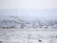 Wild geese fly at Yiquanhu Wetland Park in Handan, Hebei province, China, on November 19, 2024. (