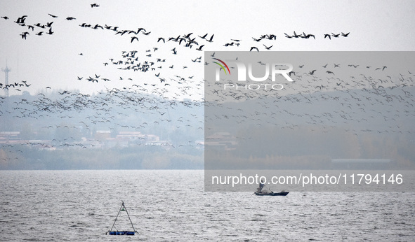 Wild geese fly at Yiquanhu Wetland Park in Handan, Hebei province, China, on November 19, 2024. 