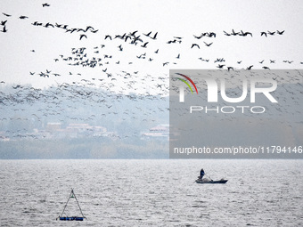 Wild geese fly at Yiquanhu Wetland Park in Handan, Hebei province, China, on November 19, 2024. (