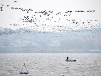 Wild geese fly at Yiquanhu Wetland Park in Handan, Hebei province, China, on November 19, 2024. (