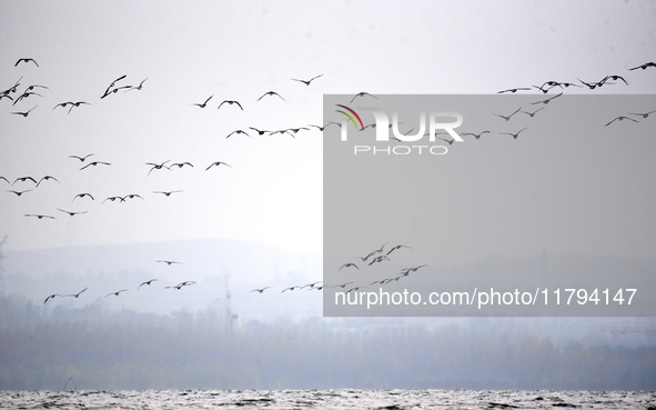 Wild geese fly at Yiquanhu Wetland Park in Handan, Hebei province, China, on November 19, 2024. 