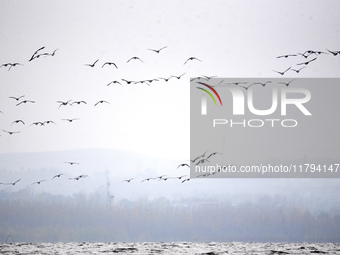 Wild geese fly at Yiquanhu Wetland Park in Handan, Hebei province, China, on November 19, 2024. (