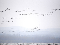 Wild geese fly at Yiquanhu Wetland Park in Handan, Hebei province, China, on November 19, 2024. (