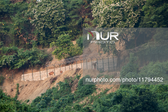 A cowboy heads home with his cow as the wall marking the border between India and Bangladesh is visible in Durgapur, Netrokona, Bangladesh,...