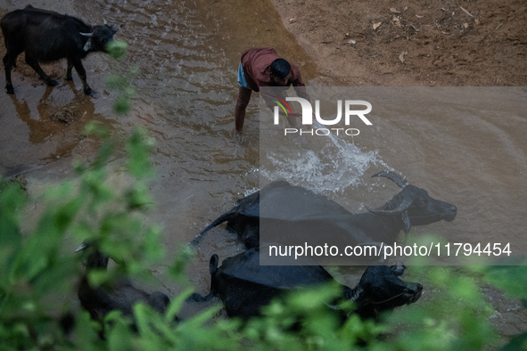 A man cleans his buffalos at a reservoir locally called ''Jhiri,'' which serves as a vital source of clean water for the locals in Durgapur,...