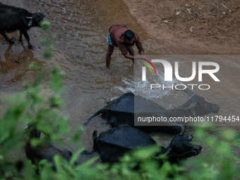 A man cleans his buffalos at a reservoir locally called ''Jhiri,'' which serves as a vital source of clean water for the locals in Durgapur,...