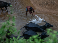 A man cleans his buffalos at a reservoir locally called ''Jhiri,'' which serves as a vital source of clean water for the locals in Durgapur,...