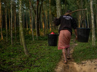 A man carries water in jars from a reservoir, locally called ''Jhiri,'' to his home. The reservoir serves as a vital source of clean water f...