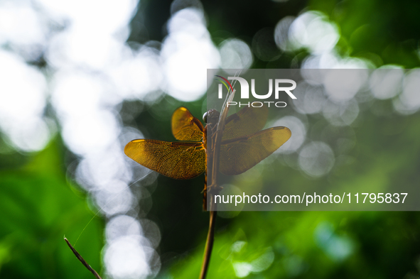 A female Fulvous Forest Skimmer (Neurothemis fulvia), a dragonfly species commonly found in Asia, is perched on a green leaf in a forest at...