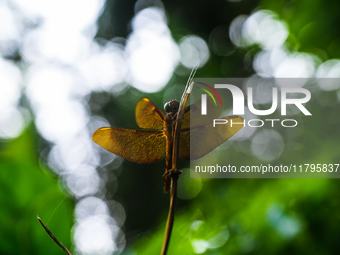 A female Fulvous Forest Skimmer (Neurothemis fulvia), a dragonfly species commonly found in Asia, is perched on a green leaf in a forest at...