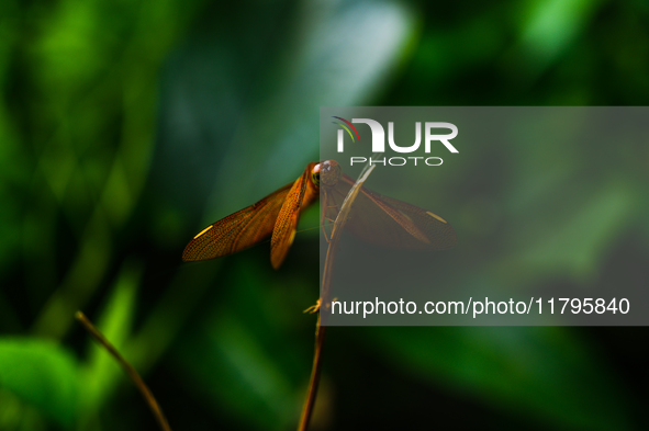 A female Fulvous Forest Skimmer (Neurothemis fulvia), a dragonfly species commonly found in Asia, is perched on a green leaf in a forest at...