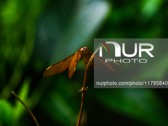 A female Fulvous Forest Skimmer (Neurothemis fulvia), a dragonfly species commonly found in Asia, is perched on a green leaf in a forest at...