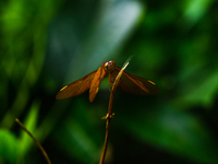 A female Fulvous Forest Skimmer (Neurothemis fulvia), a dragonfly species commonly found in Asia, is perched on a green leaf in a forest at...