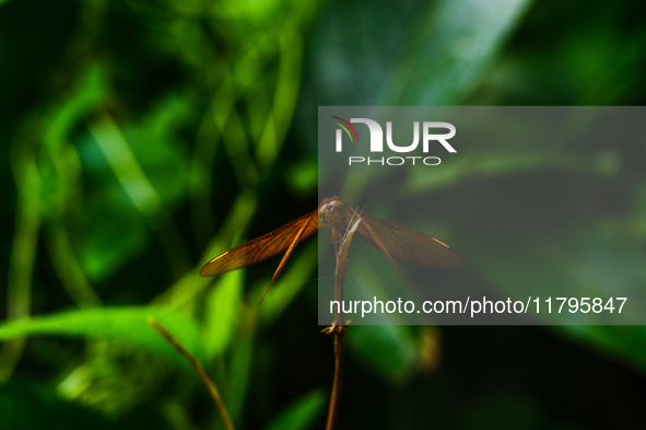 A female Fulvous Forest Skimmer (Neurothemis fulvia), a dragonfly species commonly found in Asia, is perched on a green leaf in a forest at...