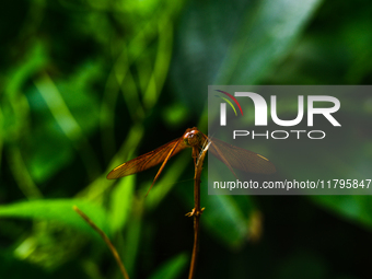 A female Fulvous Forest Skimmer (Neurothemis fulvia), a dragonfly species commonly found in Asia, is perched on a green leaf in a forest at...