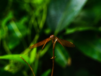 A female Fulvous Forest Skimmer (Neurothemis fulvia), a dragonfly species commonly found in Asia, is perched on a green leaf in a forest at...