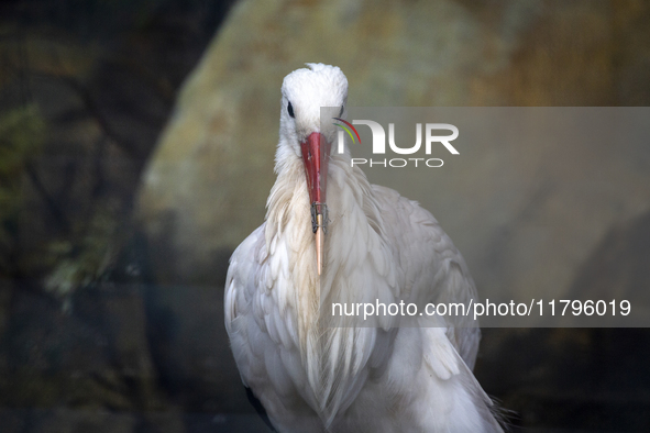 A white stork with a 3D-printed beak prosthesis is at the Sofia Zoo in Sofia, Bulgaria, on November 20, 2024. The stork is injured in an acc...