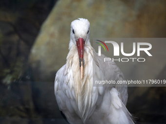 A white stork with a 3D-printed beak prosthesis is at the Sofia Zoo in Sofia, Bulgaria, on November 20, 2024. The stork is injured in an acc...