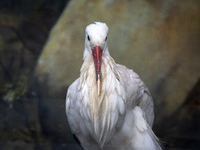 A white stork with a 3D-printed beak prosthesis is at the Sofia Zoo in Sofia, Bulgaria, on November 20, 2024. The stork is injured in an acc...