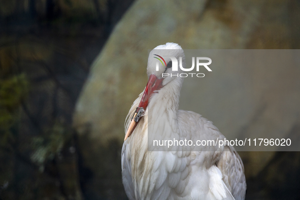 A white stork with a 3D-printed beak prosthesis is at the Sofia Zoo in Sofia, Bulgaria, on November 20, 2024. The stork is injured in an acc...