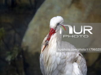 A white stork with a 3D-printed beak prosthesis is at the Sofia Zoo in Sofia, Bulgaria, on November 20, 2024. The stork is injured in an acc...