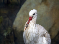 A white stork with a 3D-printed beak prosthesis is at the Sofia Zoo in Sofia, Bulgaria, on November 20, 2024. The stork is injured in an acc...