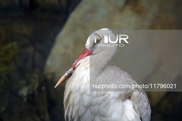 A white stork with a 3D-printed beak prosthesis is at the Sofia Zoo in Sofia, Bulgaria, on November 20, 2024. The stork is injured in an acc...