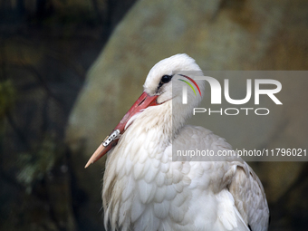 A white stork with a 3D-printed beak prosthesis is at the Sofia Zoo in Sofia, Bulgaria, on November 20, 2024. The stork is injured in an acc...