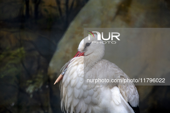 A white stork with a 3D-printed beak prosthesis is at the Sofia Zoo in Sofia, Bulgaria, on November 20, 2024. The stork is injured in an acc...