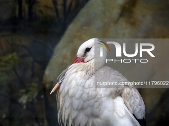 A white stork with a 3D-printed beak prosthesis is at the Sofia Zoo in Sofia, Bulgaria, on November 20, 2024. The stork is injured in an acc...