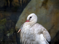 A white stork with a 3D-printed beak prosthesis is at the Sofia Zoo in Sofia, Bulgaria, on November 20, 2024. The stork is injured in an acc...