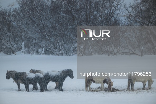 Several horses stand near a forest during a snowstorm near the village of Husavik, Iceland, on November 19, 2024. 