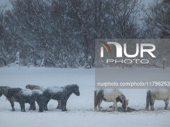 Several horses stand near a forest during a snowstorm near the village of Husavik, Iceland, on November 19, 2024. (