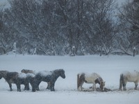 Several horses stand near a forest during a snowstorm near the village of Husavik, Iceland, on November 19, 2024. (