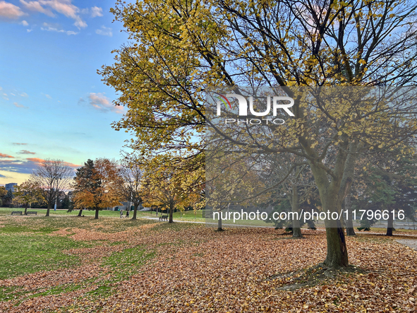 Colorful leaves appear on maple trees during the autumn season in Toronto, Ontario, Canada, on November 6, 2024. 