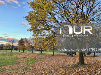 Colorful leaves appear on maple trees during the autumn season in Toronto, Ontario, Canada, on November 6, 2024. (