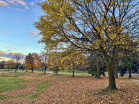 Colorful leaves appear on maple trees during the autumn season in Toronto, Ontario, Canada, on November 6, 2024. (