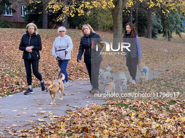 Women walk their dogs among colorful fallen leaves during the autumn season in Toronto, Ontario, Canada, on November 6, 2024. 