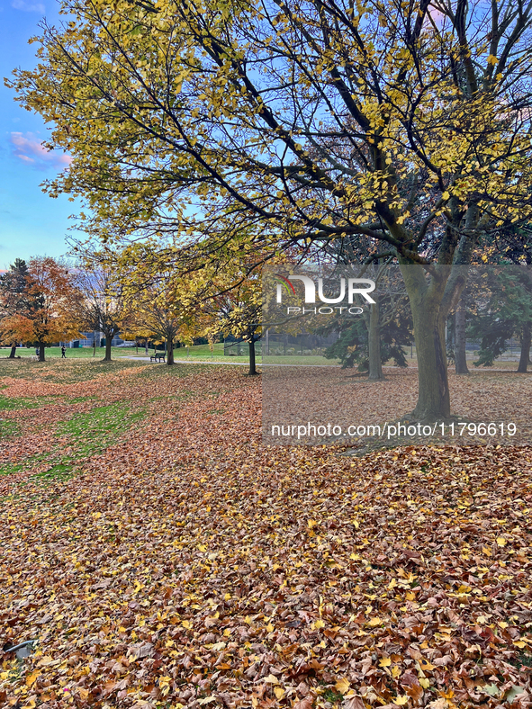 Colorful leaves appear during the autumn season in Toronto, Ontario, Canada, on November 6, 2024. 