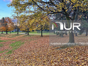 Colorful leaves appear during the autumn season in Toronto, Ontario, Canada, on November 6, 2024. (