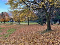 Colorful leaves appear during the autumn season in Toronto, Ontario, Canada, on November 6, 2024. (