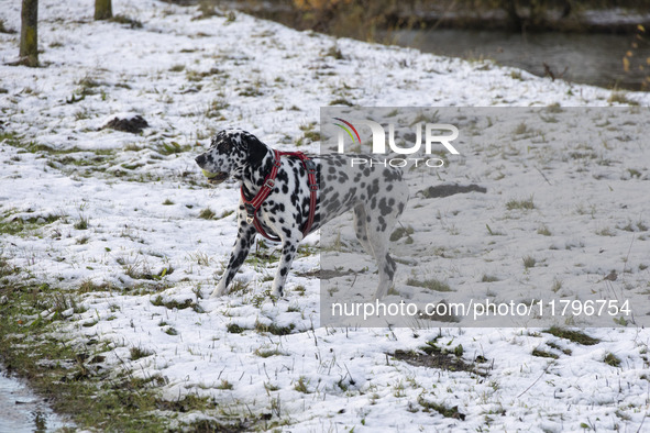 A Dalmatian dog with a ball playing in the snow. First winter weather of the season with snow hit the Netherlands. Low temperatures with wet...