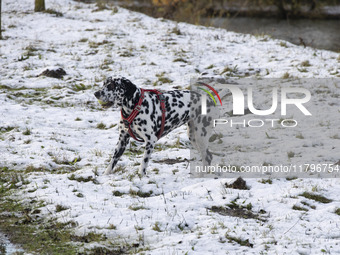 A Dalmatian dog with a ball playing in the snow. First winter weather of the season with snow hit the Netherlands. Low temperatures with wet...